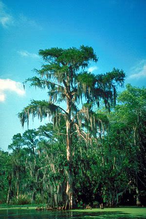 Bald Cypress Tree Pictures, Facts on Bald Cypress Trees | Bald cypress ...