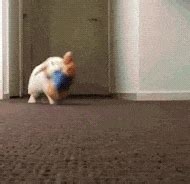 The 33 Most Important Bunny GIFs On The Internet | Fluffy bunny, Cute bunny, Bunny