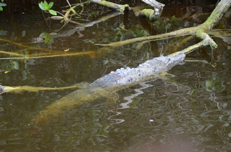 Everglades, Sightseeing at Flamingo | On the Road with Bob Kelly