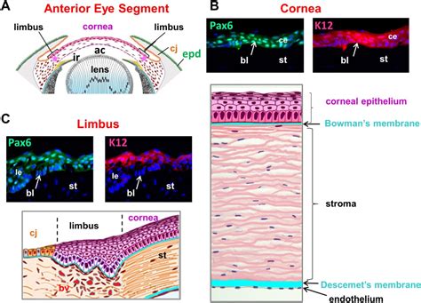 Corneal Epithelium Histology