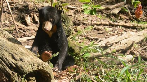 Sun Bear Diet | Logan The Rescued Sun Bear Eating A Rat Carcass | BSBCC ...