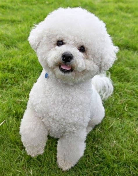 Pet's We Love: Top 10 Best Lap Dog Breeds