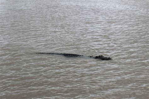 Jumping Crocodiles (Darwin, Australia 03/13/2019) – JodockWorldTravel