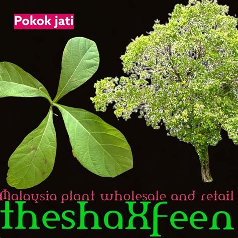 Pokok jati theshaxfeen – THESHAXFEEN