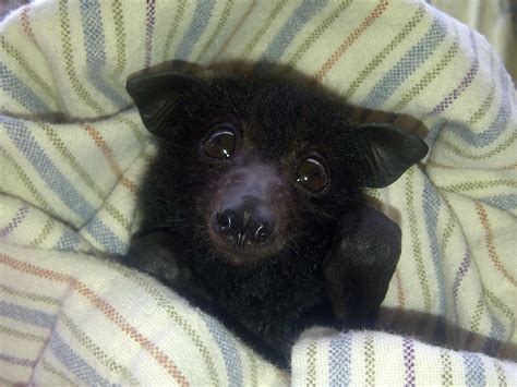 Pin by Claire on Bats | Fox bat, Baby bats, Cute bat