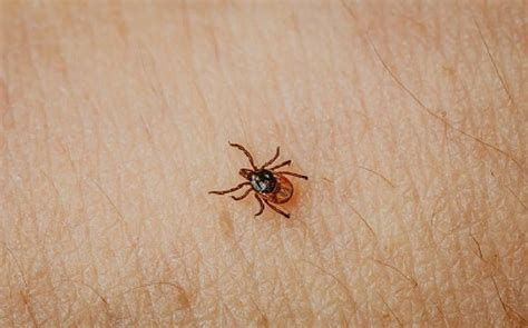 Kerala sees surge in tick flea cases; Farmers and outdoor workers urged to take caution, tick ...