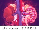 Adrenal Glands Diagram Illustration Free Stock Photo - Public Domain Pictures