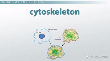 Cytoskeleton | Definition, Function & Components - Lesson | Study.com