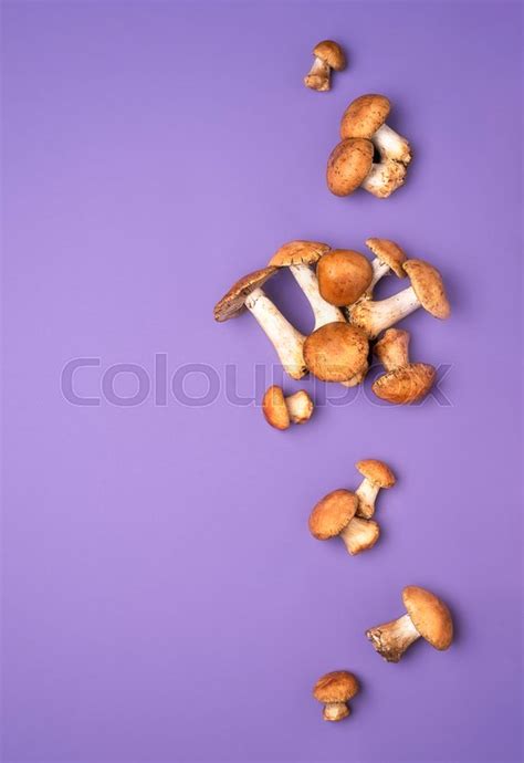 Edible wild mushrooms on a purple ... | Stock image | Colourbox