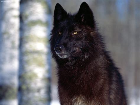 Black Wolf - Black Wallpaper (8740543) - Fanpop