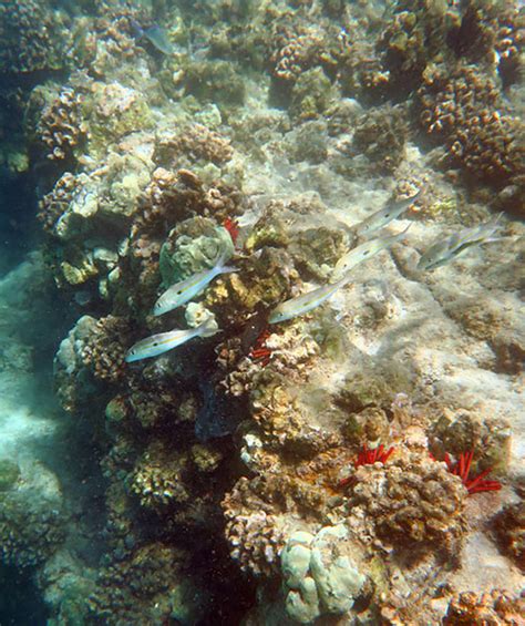 Snorkeling Hapuna Beach - The Good Stuff Is A Bit Of A Swim