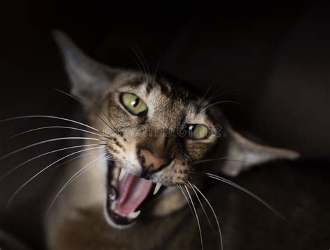 Cat Yelling and Think it is a Tiger, Cat Yelling Like a Tiger or Lion Stock Photo - Image of ...