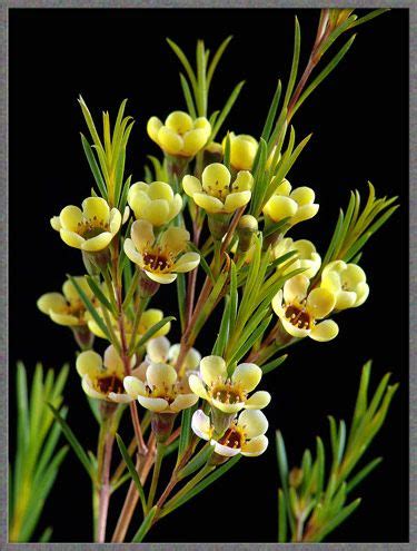 A Close-up View of the Geraldton Waxflower | Australian flowers ...