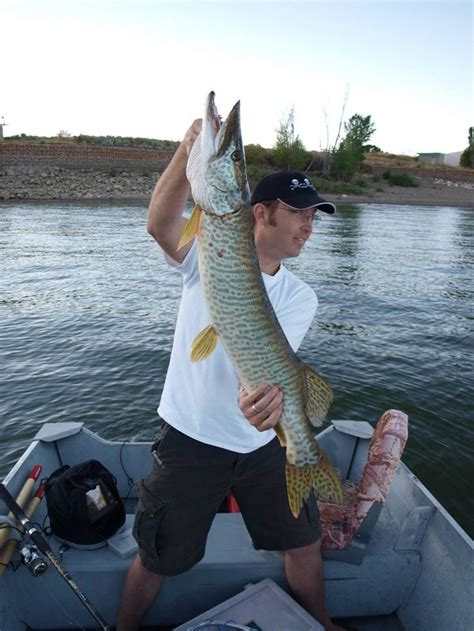 Muskellunge fishing using Gitzit lures. gitzitinc.com ***-***-**** | Fishin, Fish