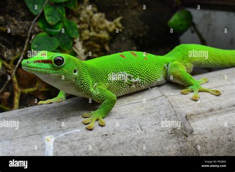 Madagascar Day Gecko Stock Photo - Alamy