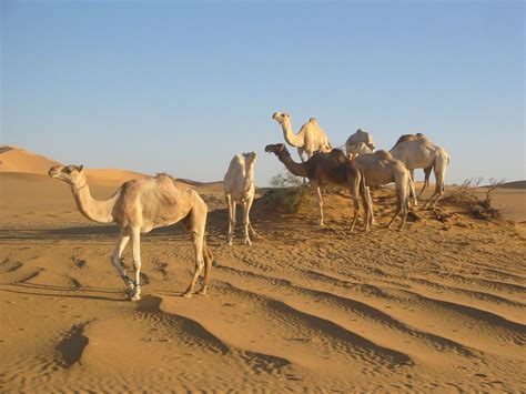 Camels In The Sahara Desert wallpaper | 1280x960 | #12005