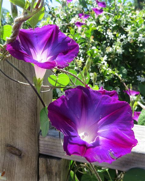 Morning Glory-these look like mine @Jasmine Buteau | Morning glory flowers, Beautiful flowers ...