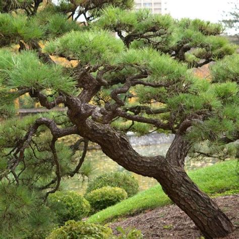 Japanese Black Pine Tree pinus Thunbergii Seeds - Etsy