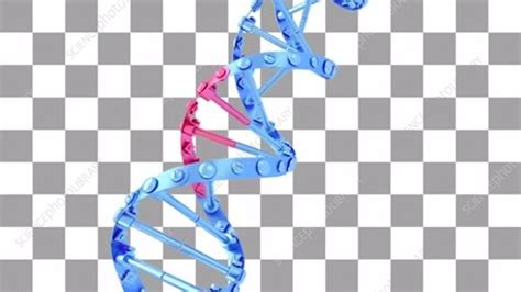 DNA double helix, animation - Stock Video Clip - K007/2443 - Science Photo Library