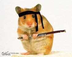 22 Gerbil Memes ideas | gerbil, funny hamsters, cute hamsters