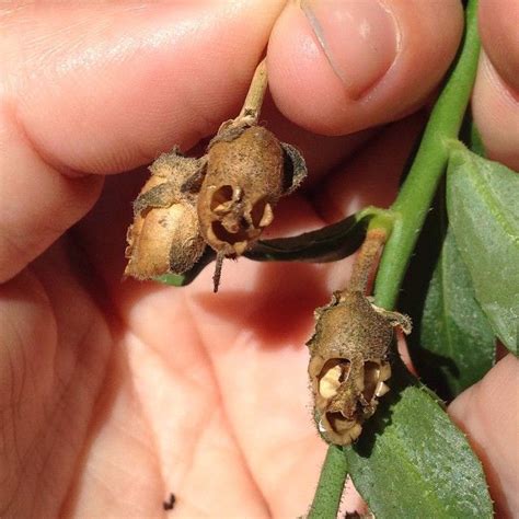 Snapdragon seed pods | Seed pods, Snapdragons, Seeds