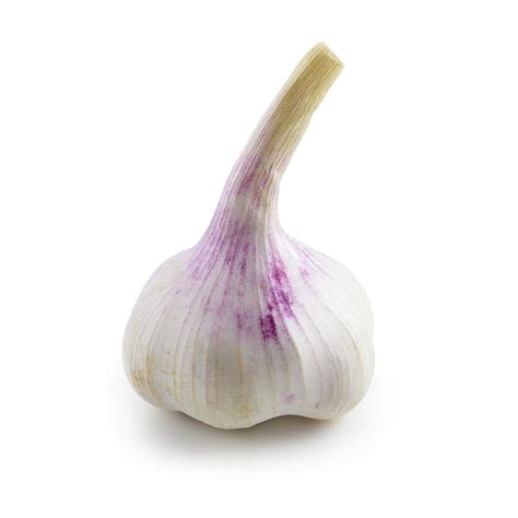 Bulb Of Garlic Photograph by Science Photo Library - Fine Art America