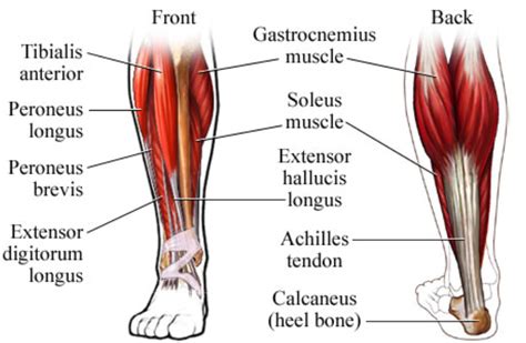 Ankle- Extensor Hallucis Longus & Brevis Muscle Pain | John The Bodyman Fitness Academy