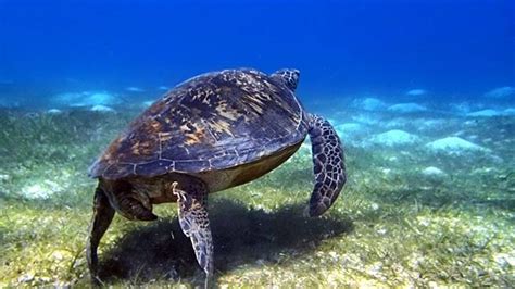 Free Diving @ Bohol | A Complicated Melody