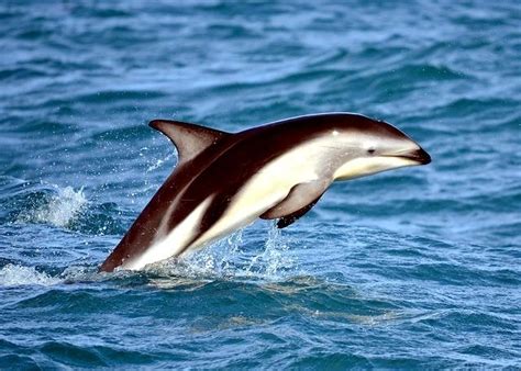 Dusky Dolphin – "OCEAN TREASURES" Memorial Library