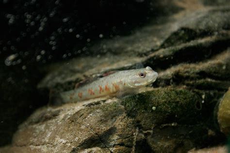 Freshwater Goby ID | The Planted Tank Forum