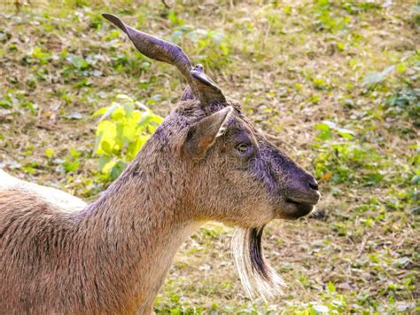 Markhoor or Wild Goat with Cockscrew Horns. Stock Photo - Image of eater, goat: 233254814