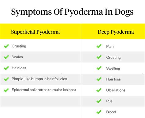 Pyoderma In Dogs: Causes & Treatment | Dutch