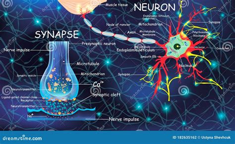 Neurônio E Sinapse Anatômicos. Sinalização No Cérebro. Neurônio Celular E Sinapse Com Descrições ...