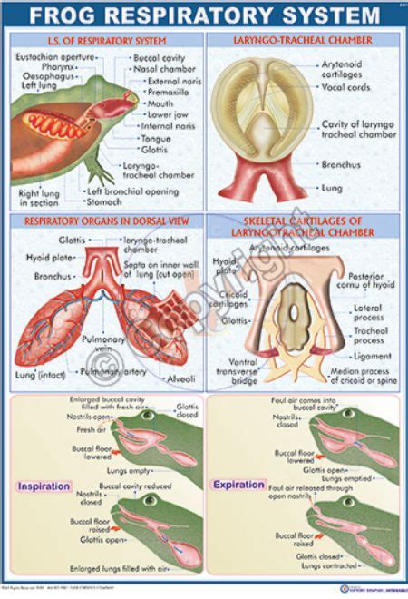 Victory Graphik | Z-51 Frog Respiratory System