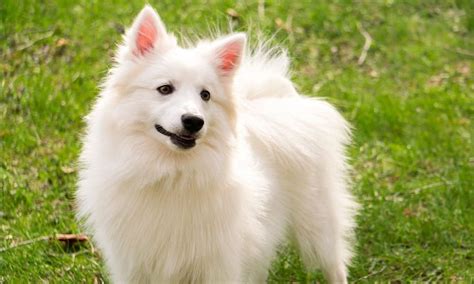 American Eskimo Dog: Characteristics, Care & Photos | BeChewy