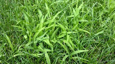 Crabgrass Pre-Emergent and how to Control Crabgrass.