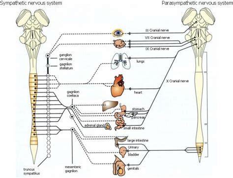 Figure 1 from AUTONOMIC NERVOUS SYSTEM AND HEART RATE VARIABILITY | Semantic Scholar