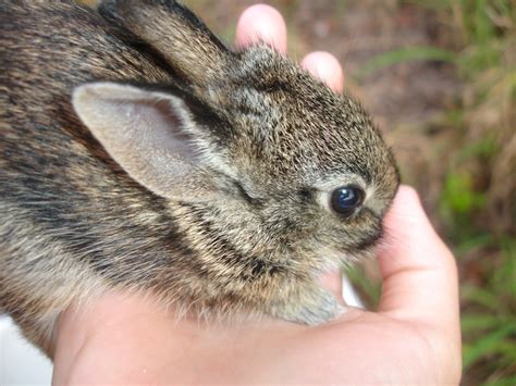 Brown Wild Baby Bunnies and How to Handle them | HubPages