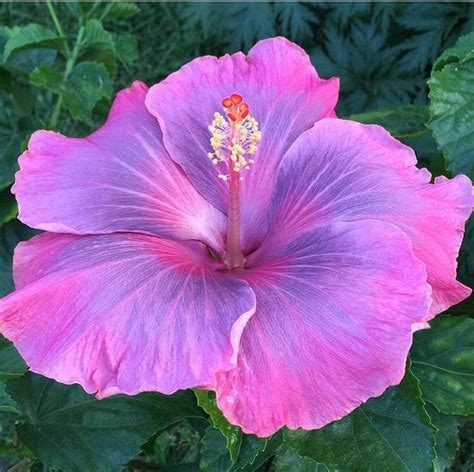 Hibiscus 'Unforgettable' More Hibiscus Garden, Hibiscus Plant, Tropical ...