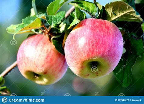 Ripe Apples on a Branch in the Garden, Sunny Autumn Day. Stock Image - Image of gardening ...