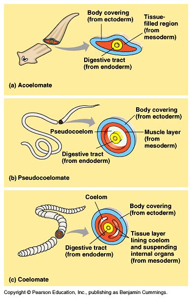 Body Plans: Acoelomate, Pseudocoelomate, Coelomate