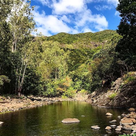 The Black River Gorges National Park in is a Paradise for hiking and nature observation. You can ...