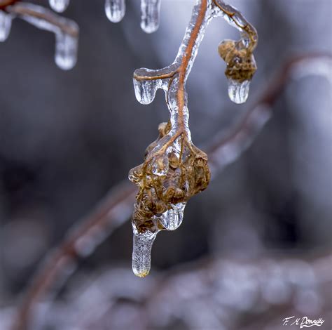 Freezing rain 4 by Nini1965 on DeviantArt