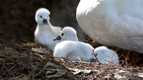 Baby swans taking their first walk - YouTube