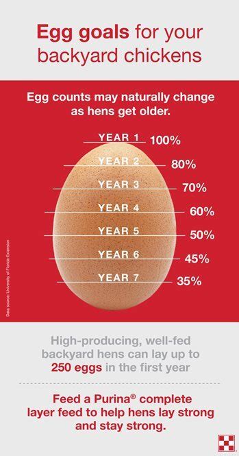 How Chickens Lay Eggs