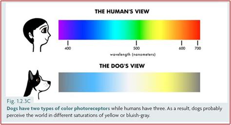 Do Dogs See Black