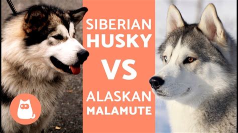 Husky Vs Alaska – Differences Between Siberian Husky and Alaskan ...