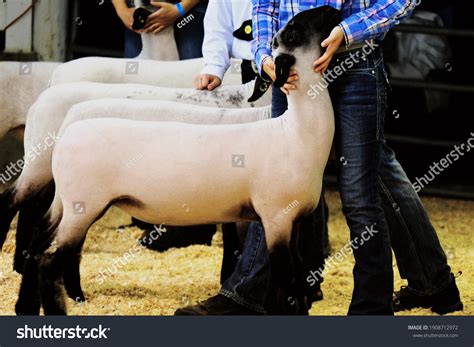 Show lamb Images, Stock Photos & Vectors | Shutterstock