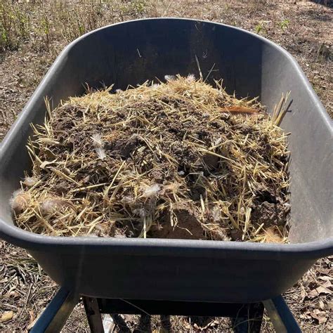 4 Easy Steps to Compost Chicken Manure