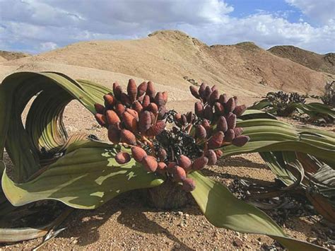 Welwitschia mirabilis (Tree Tumbo) - World of Succulents